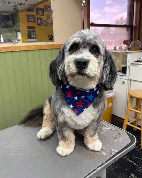 A merle aussiedoodle in a star bandana sitting politely on the grooming table