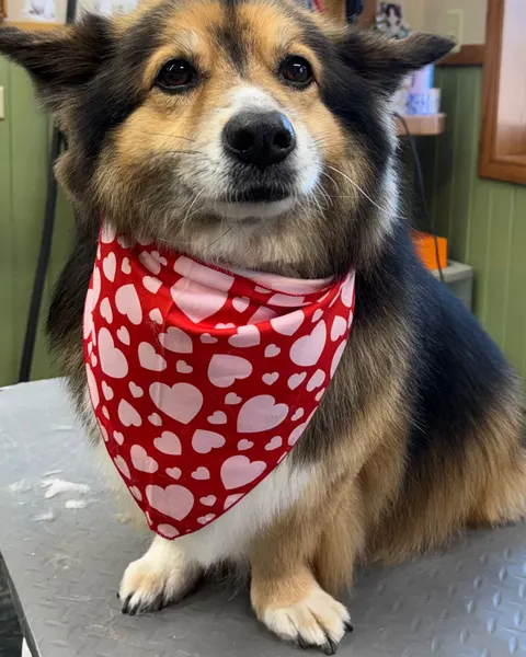 A collie mix in a red heart bandana after a full groom
