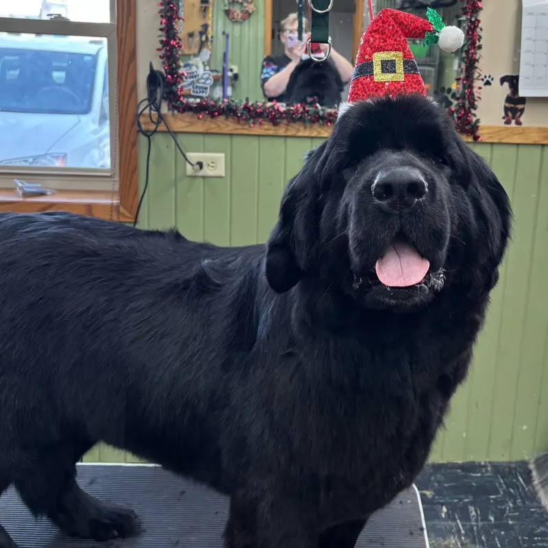 A 150 pound black newfoundland standing on the grooming table wearing a sequin santa hat