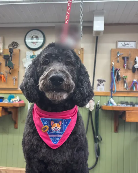 A black standard poodle in a pink bandana standing tall after a groom