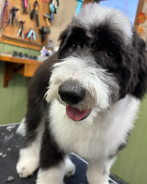 A sheepadoodle puppy mid groom with its tongue out