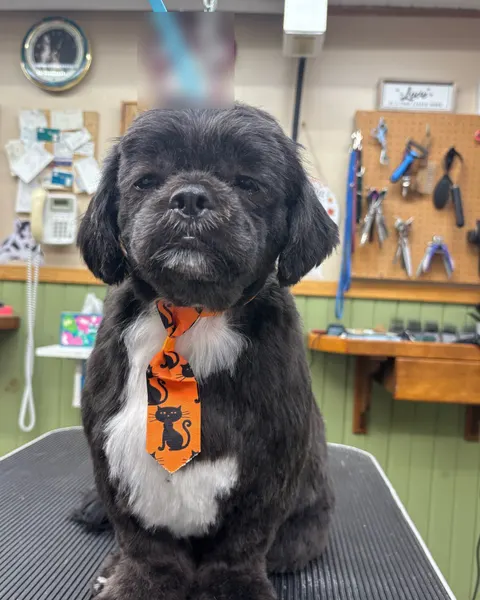 A shih tzu mix wearing an orange necktie printed with black cats, sitting after a groom