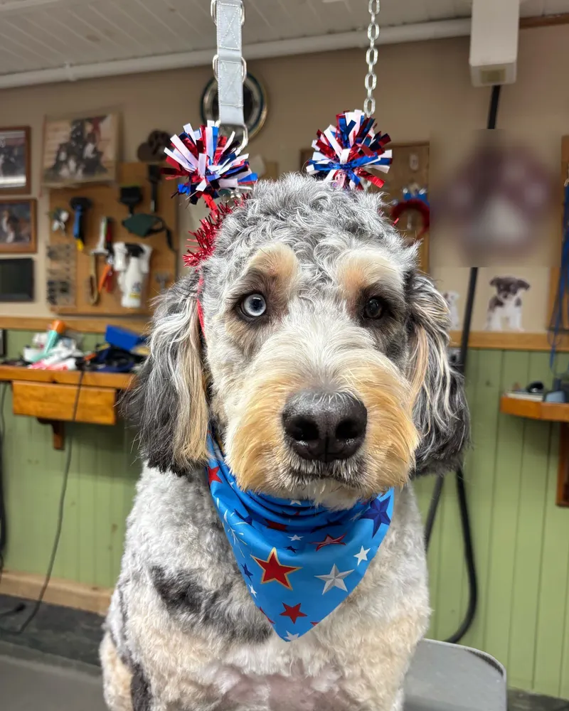 A freshly groomed merle doodle with one blue eye and one brown eye, wearing a star bandana and pom poms